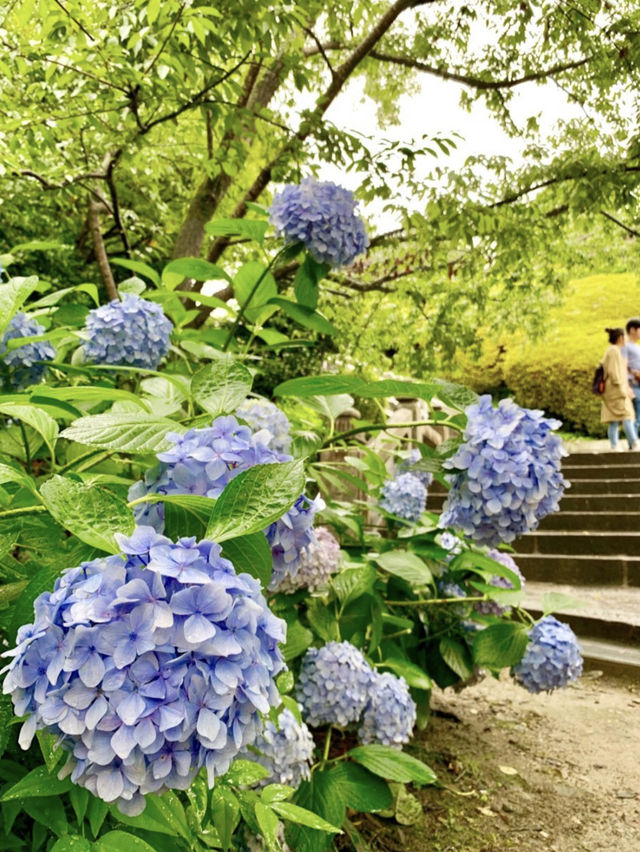 京都慢旅｜穿越千年風韻的片刻🍃⛩️