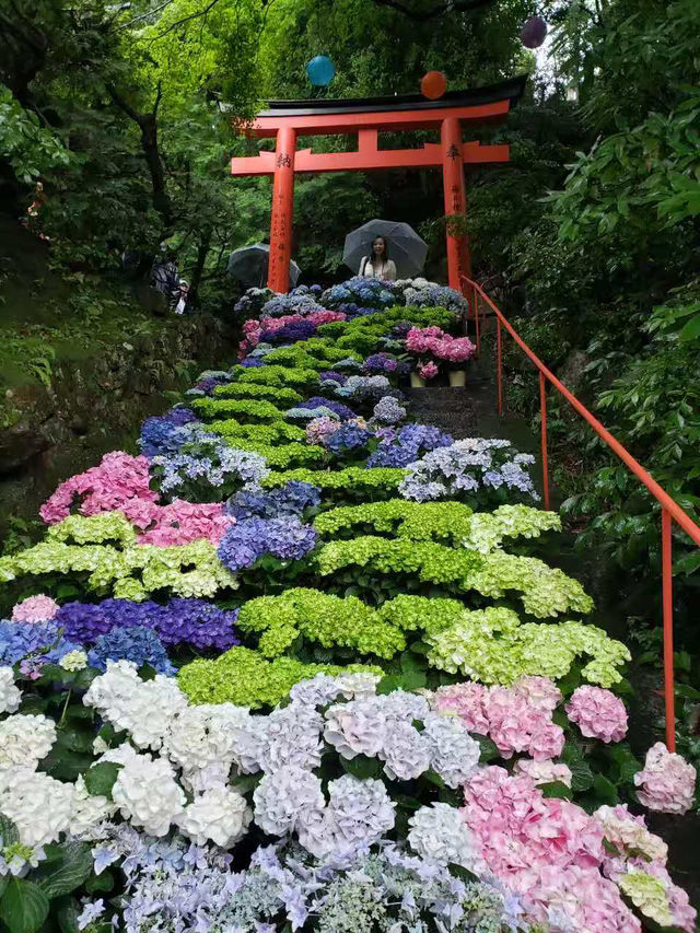 京都非常推薦😍繡球花瀑布、繡球花傘