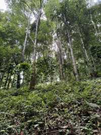 Nine One Coffee Organic Farm