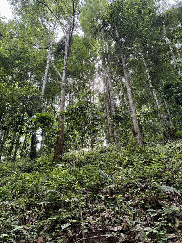 Nine One Coffee Organic Farm