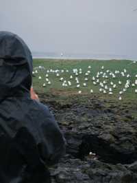 Whispers Between the Earth – Músagjá, Iceland