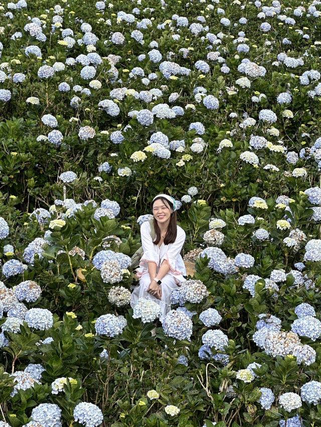🇻🇳Bloom season in Dalat is unreal 🌸