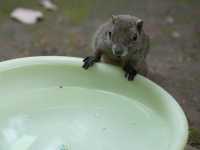 🐿️ ぎふ金華山リス村｜ロープウェー山頂でリスとふれあい体験！