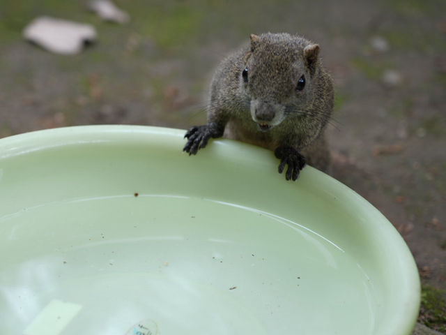 🐿️ ぎふ金華山リス村｜ロープウェー山頂でリスとふれあい体験！