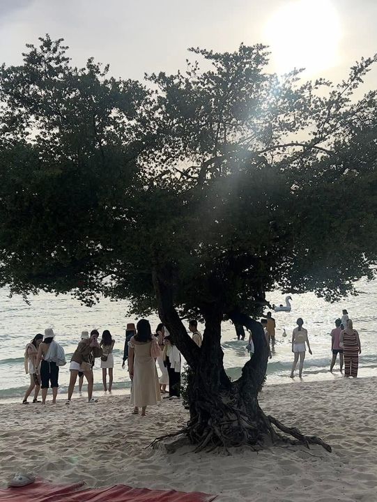 หาดเทียนเกาะล้านที่ไม่ควรพลาด น้องห่านน่ารัก