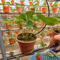 Strawberry farm at Cameron Highland 