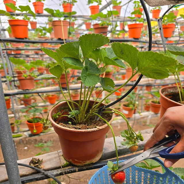 Strawberry farm at Cameron Highland 