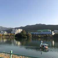 [대구 수성못공원] 백조 오리배 타고 힐링 산책, 잔잔한 호수