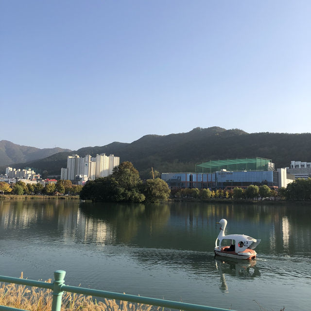 [대구 수성못공원] 백조 오리배 타고 힐링 산책, 잔잔한 호수