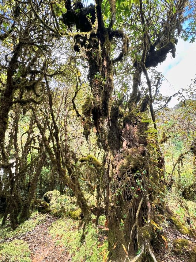 Waterfalls, Jungle Trails & Cloud
