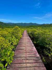 Mangroves, Boardwalks & Jungle