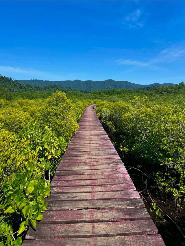 Mangroves, Boardwalks & Jungle
