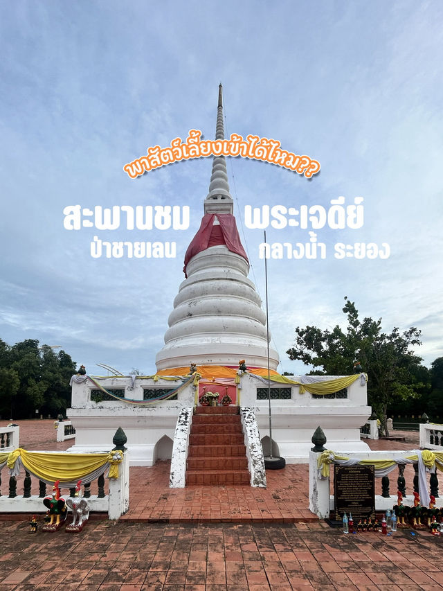 เดินสะพานไม้ สูดกลิ่นป่าชายเลน พระเจดีย์กลางน้ำ 🌿