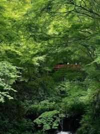 京都必去景點（八） 三千院🌳禪意之美