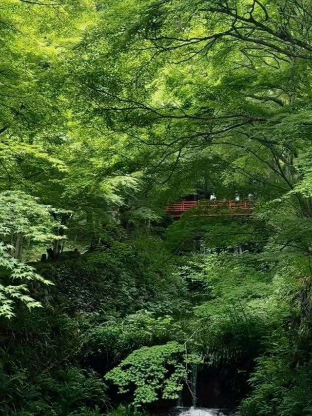 京都必去景點（八） 三千院🌳禪意之美