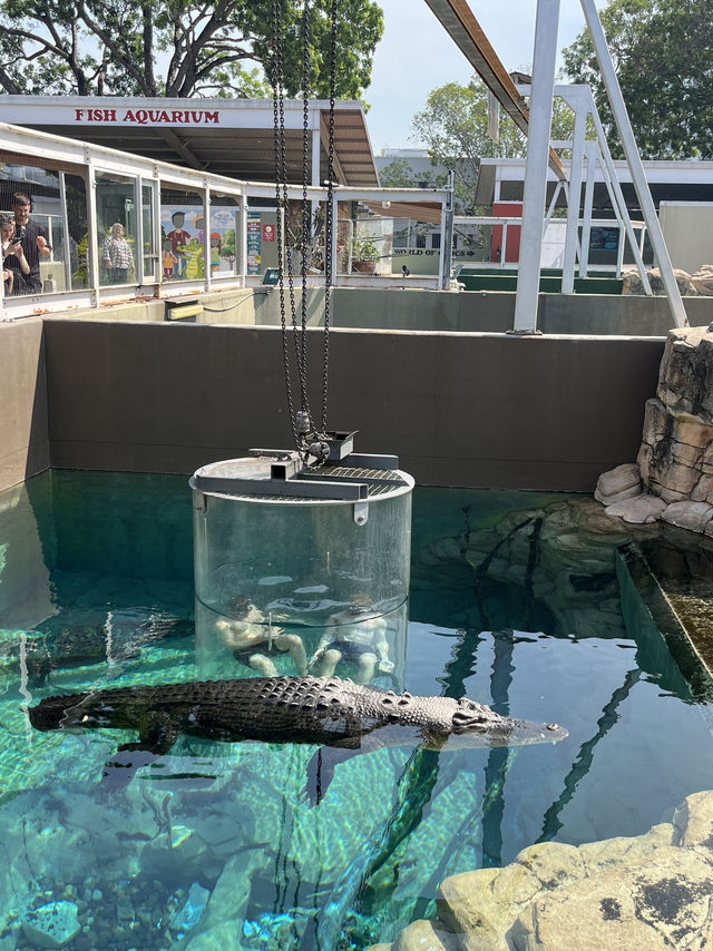 🐊 Face to Face with Giants in Darwin 🦎🌴