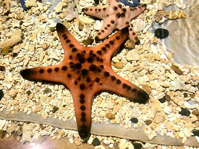 Under the Sea at SeaWorld Ancol