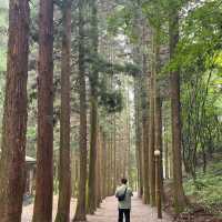 싱그러운 보성 녹차밭