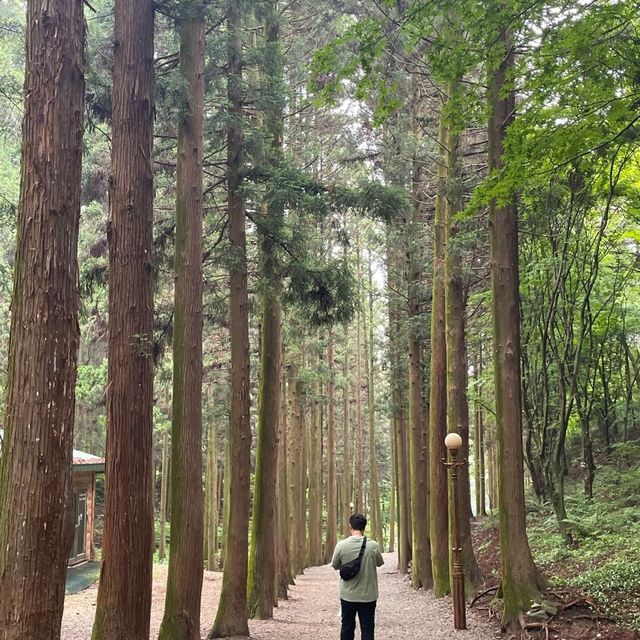 싱그러운 보성 녹차밭