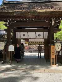 【下鴨神社】森と水に包まれる聖地🌿みたらし団子の発祥地で心清める旅