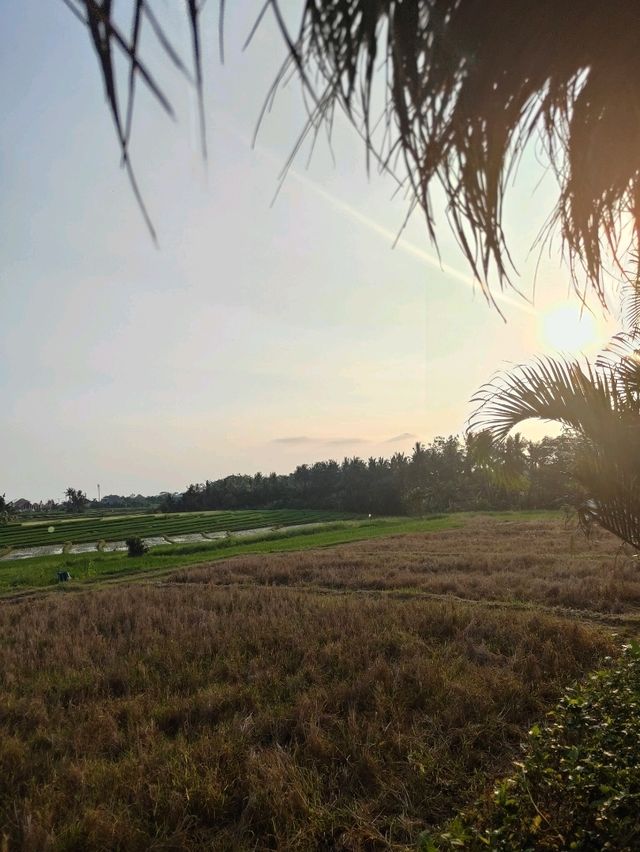 🌾 Bebek Sari Uma Tanah Lot: A Balinese Culinary Pause Amid the Paddy Fields