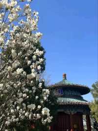 “The Imperial Garden Dream — Summer Palace”