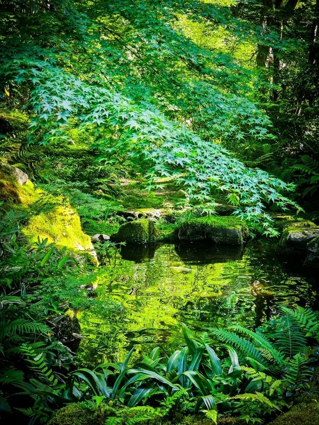 心に映る、青もみじのミラーワールド🪞🍃
