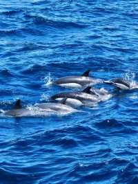 🐳 San Diego Whale Watching – A Scenic Cruise, But Manage Your Expectations