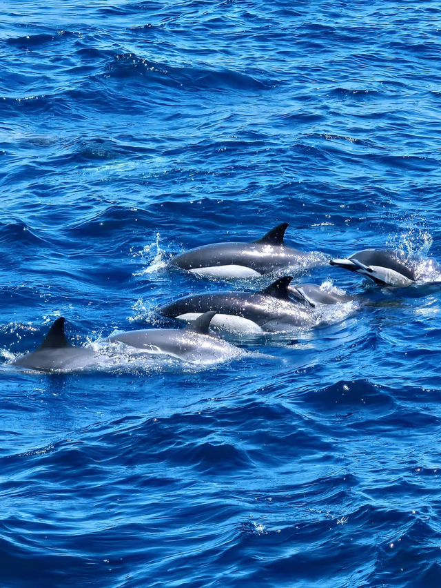🐳 San Diego Whale Watching – A Scenic Cruise, But Manage Your Expectations