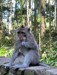 Sangeh Monkey Forest – A Peaceful Jungle in Bali
