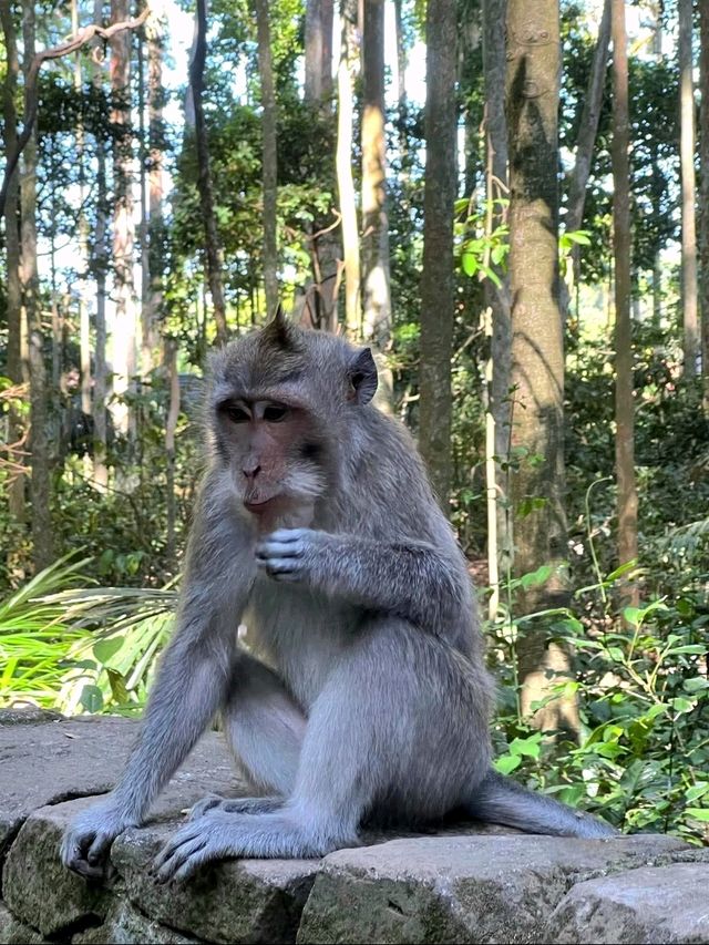 Sangeh Monkey Forest – A Peaceful Jungle in Bali