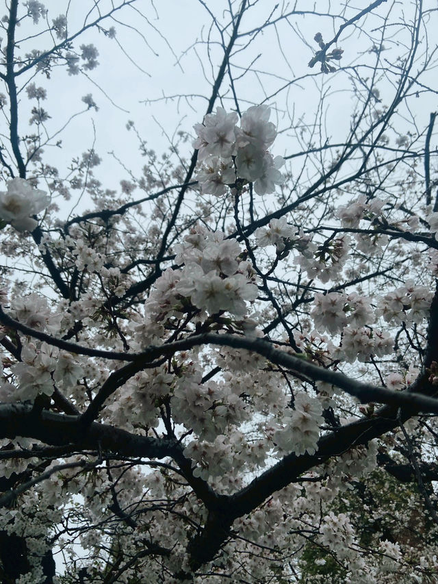 Strolling Through Sakura at Ueno Park Strolling Through Sakura at Ueno Park