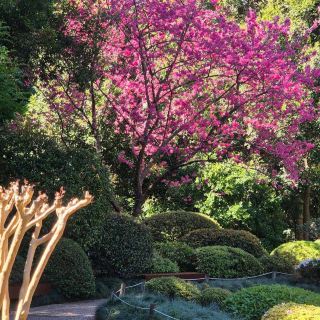 Brisbane – Brisbane Botanic Gardens Mount Coot-tha