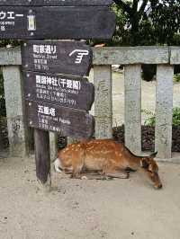 hiroshima miyajima ใช้งบเท่าไหร่