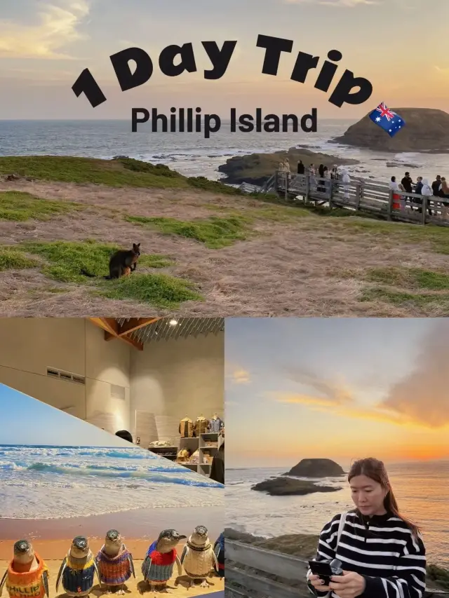 One Day Trip - Get Close to Penguins, Romantic Sunset