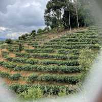 【中国 雲南省】🌿 プーアール 茶馬古道景区