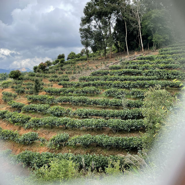 【中国 雲南省】🌿 プーアール 茶馬古道景区