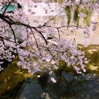 文京・関口 神田川沿いの桜を狙う — 撮影ポイント＆ランチガイド