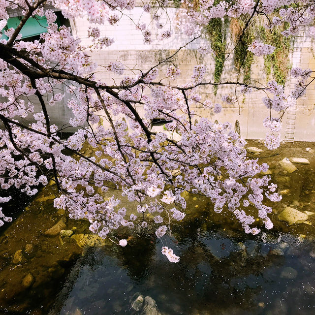 文京・関口 神田川沿いの桜を狙う — 撮影ポイント＆ランチガイド