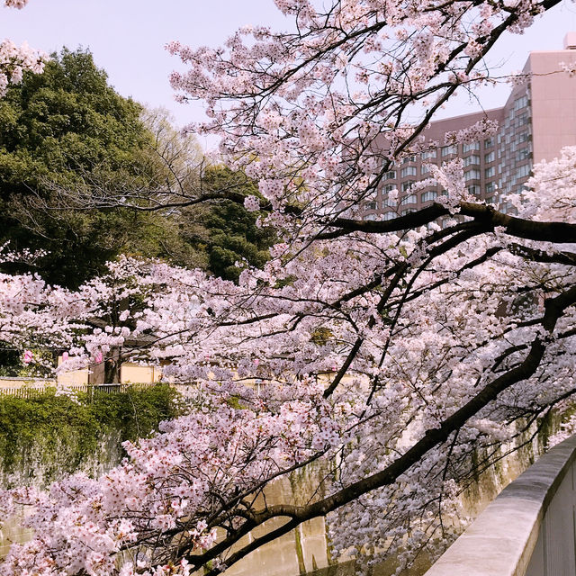 文京・関口 神田川沿いの桜を狙う — 撮影ポイント＆ランチガイド