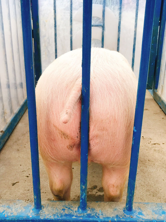 四季折々の花や動物と触れ合える！大人から子供まで楽しめるマザー牧場😍🫶