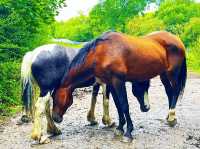 Reddish Vale Country Park – Nature on the Edge of the City