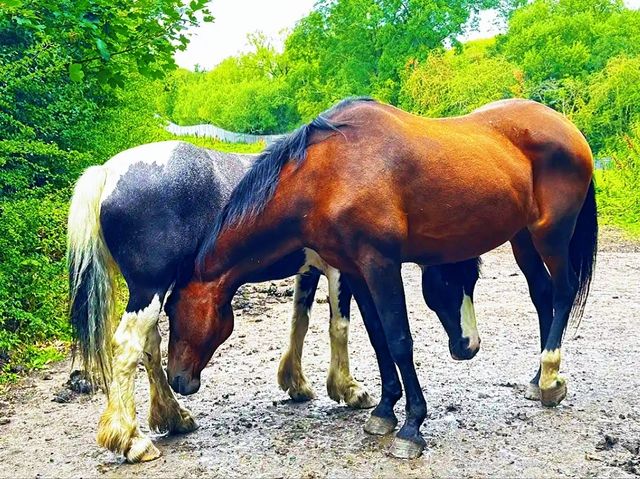 Reddish Vale Country Park – Nature on the Edge of the City Reddish Vale Country Park – Nature on the Edge of the City
