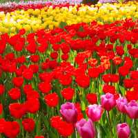 🌷横浜公園のチューリップと近場観光の組み合わせプラン