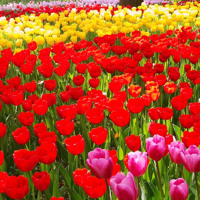 🌷横浜公園のチューリップと近場観光の組み合わせプラン