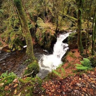 Mullinhassig 森林及瀑布，Aghavrin – 科克郡的森林瀑布秘境