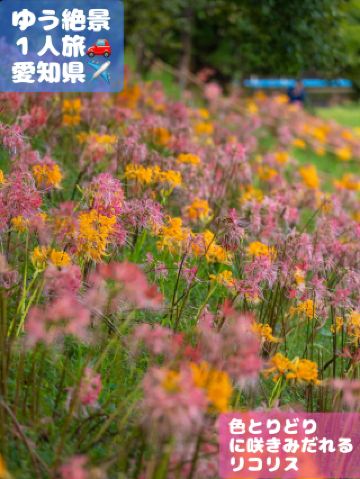 Did you know this place? A spectacular spot in Aichi where pink, white, and yellow licorice flowers bloom in abundance!