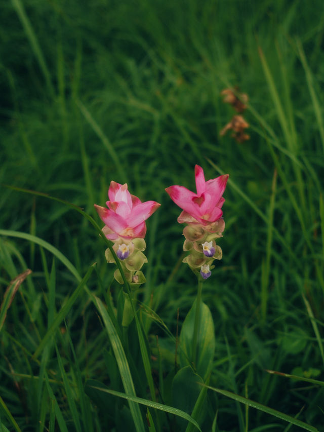 ทุ่งดอกกระเจียว – สีสันกลางป่าหินงาม ชัยภูมิ 🌸⛰️
