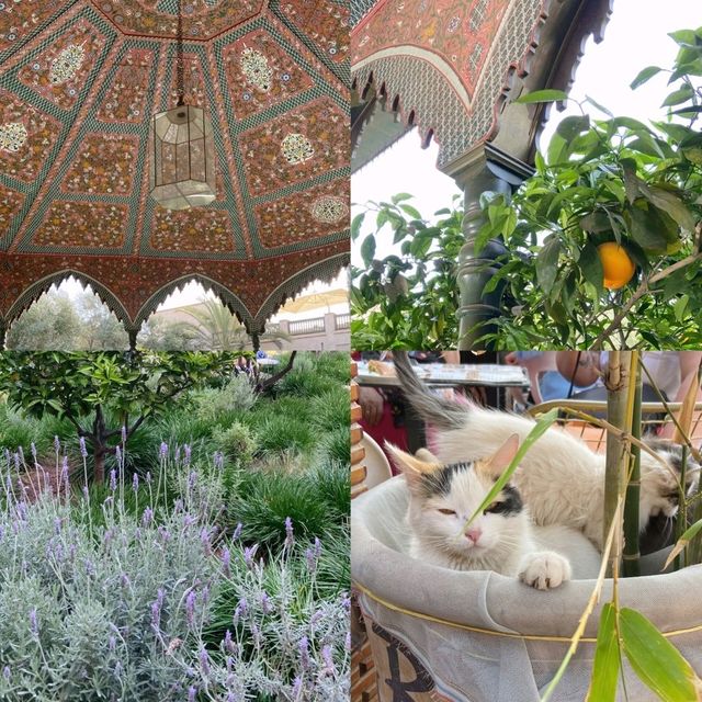 Secret Oasis in the Medina 🌿🕌✨