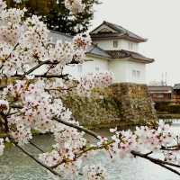 The Gentleman's Fortress: My Solo Visit to Hikone Castle, Shiga